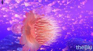 �����(the Blu)